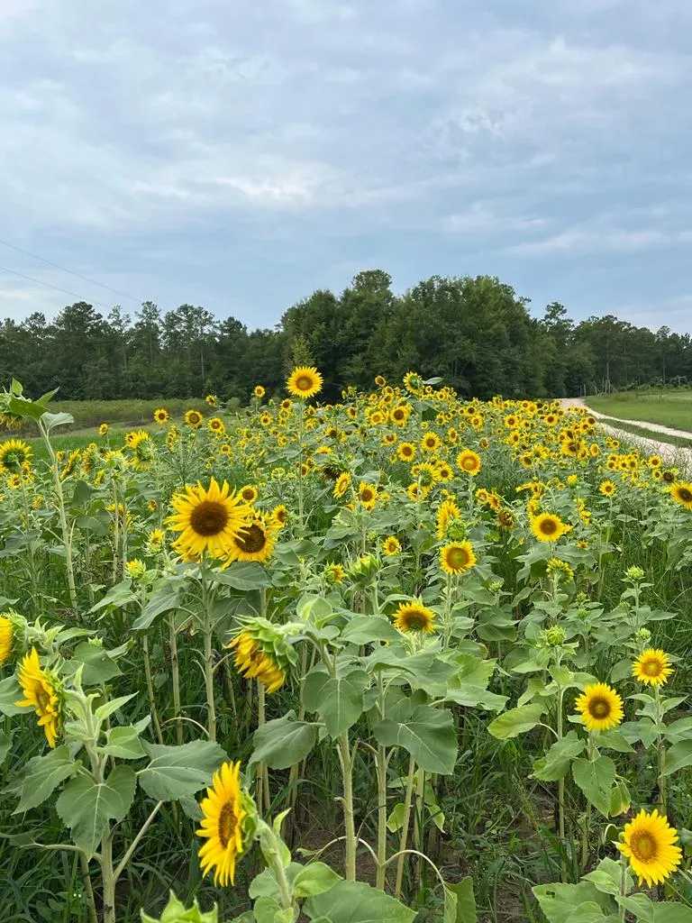 Sunflowers at Black Pearl Farms