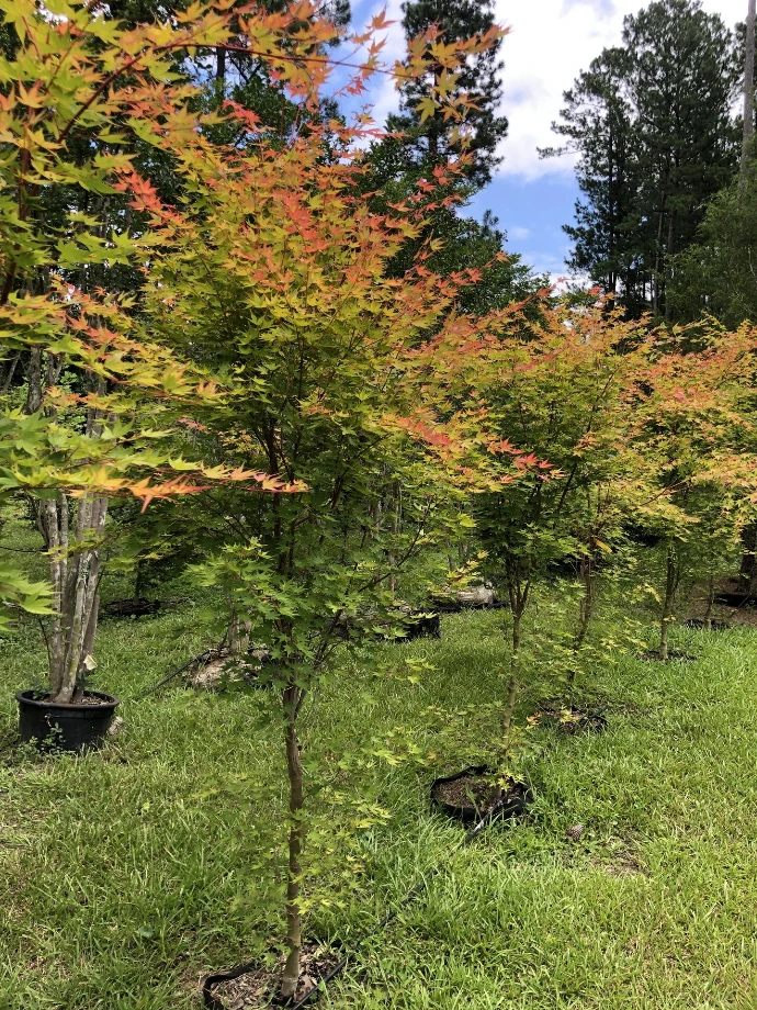 Japanese Maples