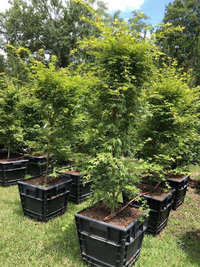 Japanese Maples
