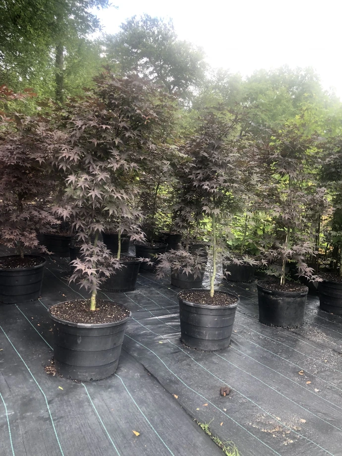 Japanese Maples