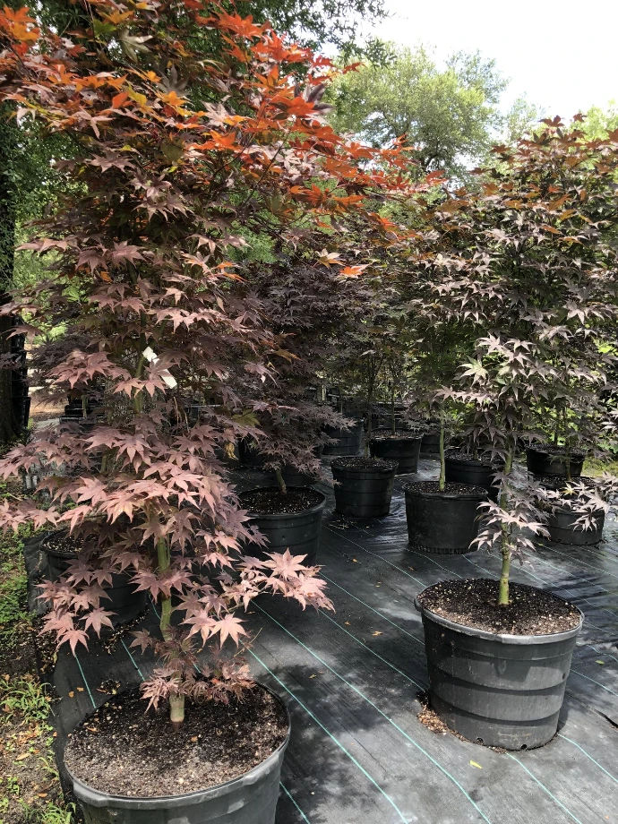 Rare Japanese Maples