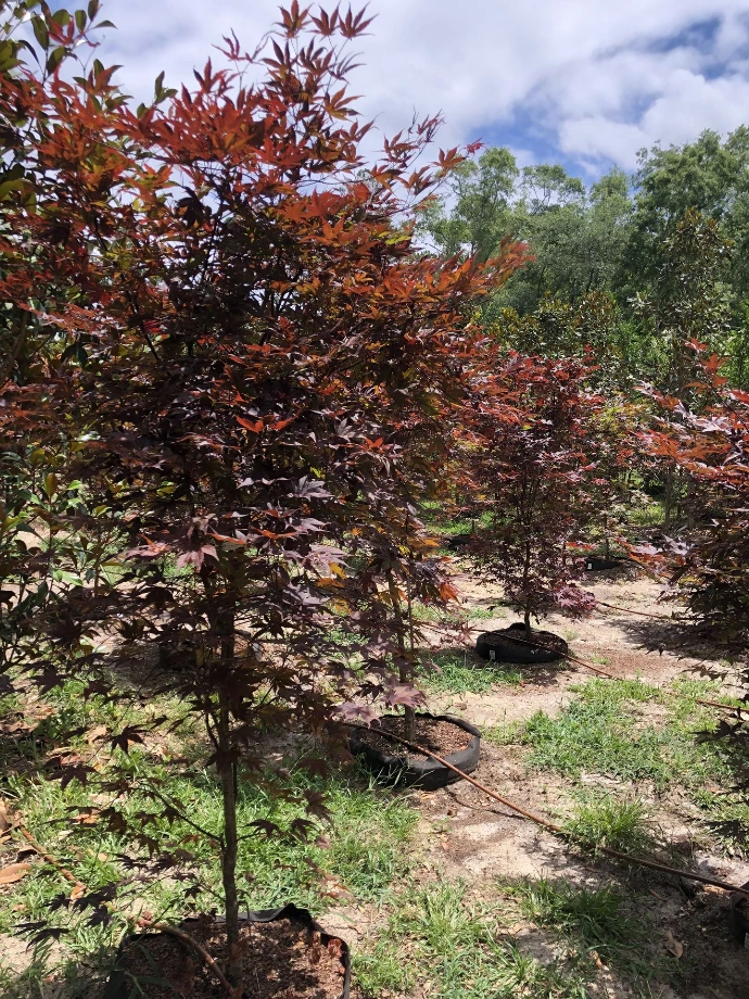 Japanese Maples