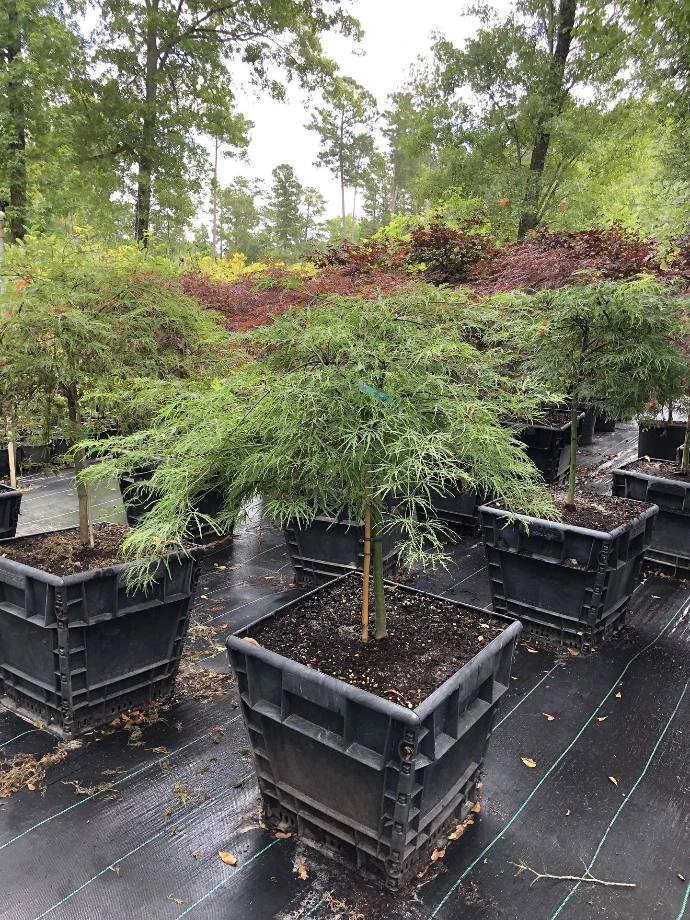 Japanese Maples