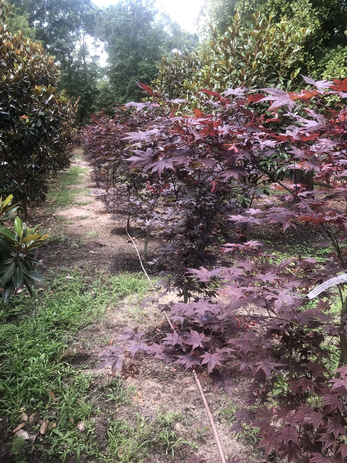Japanese Maples